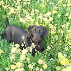 Labrador retriever Luna