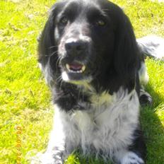 Blanding af racer Trine