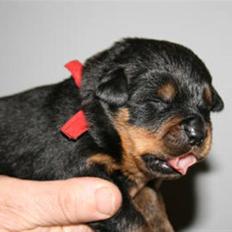 Rottweiler Nica
