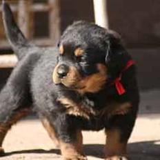 Rottweiler Nica