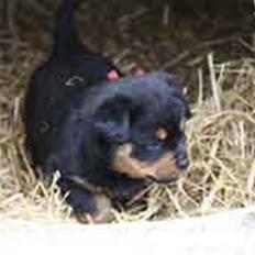 Rottweiler Nica