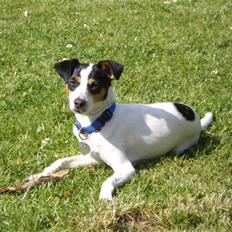 Dansk svensk gaardhund Vaks