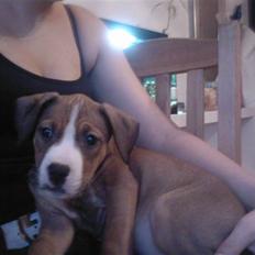 Amerikansk staffordshire terrier Donna 