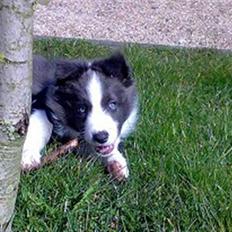 Border collie Hailie