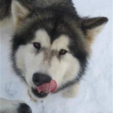 Alaskan malamute Ayrin
