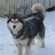 Alaskan malamute Ayrin