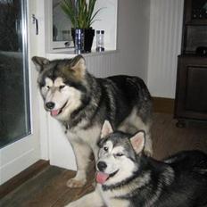 Alaskan malamute Ayrin
