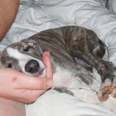 Whippet Cazenda Abraham Darby