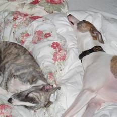 Whippet Cazenda Abraham Darby