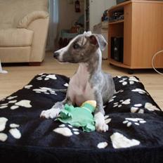 Whippet Cazenda Abraham Darby