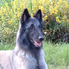 Tervueren Khymera's Hectic Hylea 