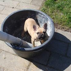 Fransk bulldog Silots Fru Fernando Møhge