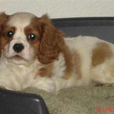 Cavalier king charles spaniel Greenland´s Esmeralda