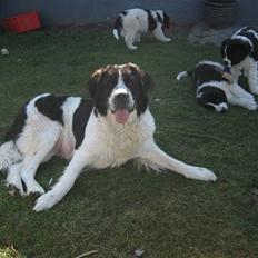 Blanding af racer Ayla