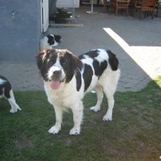 Blanding af racer Ayla