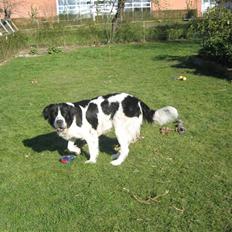 Blanding af racer Ayla