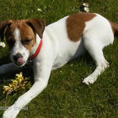 Dansk svensk gaardhund Emma (min bror's)