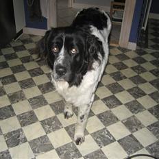 Blanding af racer Uba