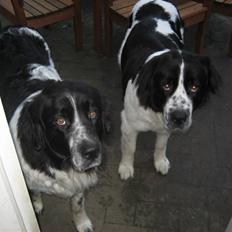 Blanding af racer Uba