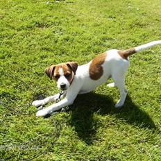 Dansk svensk gaardhund Emma (min bror's)