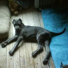 Mastino napoletano Lillefod / Lifo