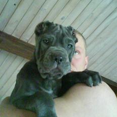 Mastino napoletano Lillefod / Lifo