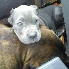 Mastino napoletano Lillefod / Lifo