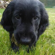 Flat coated retriever Herbert