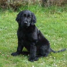 Flat coated retriever Herbert