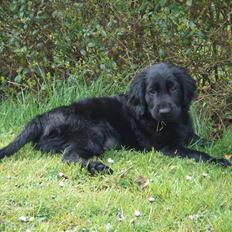 Flat coated retriever Herbert