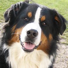 Berner sennenhund Balter (Har fået et nyt hjem)