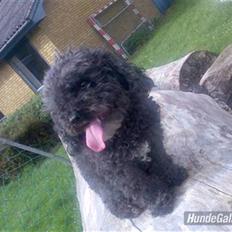 Dværgpuddel Bølle R.I.P