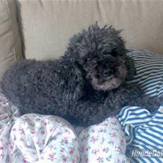 Dværgpuddel Bølle R.I.P