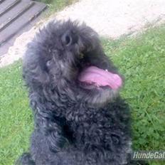 Dværgpuddel Bølle R.I.P