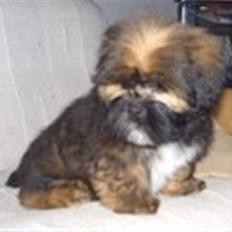 Lhasa apso Lion