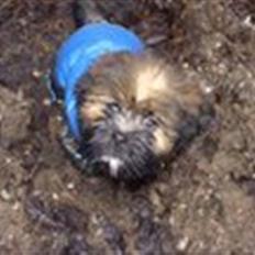Lhasa apso Lion