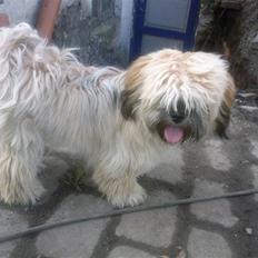 Lhasa apso Liva