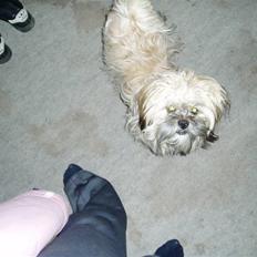 Lhasa apso Liva