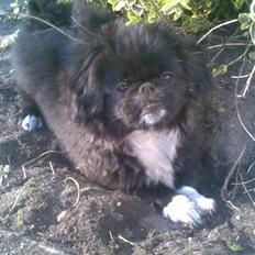 Pekingeser Blackey <3