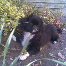 Pekingeser Blackey <3