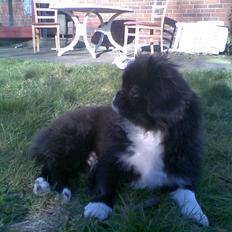 Pekingeser Blackey <3