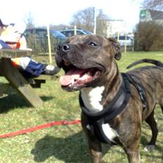 Amerikansk staffordshire terrier chili