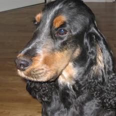 Cocker spaniel Bailey