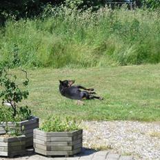 Dobermann Don Pedro El Rico(RIP)