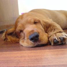 Cocker spaniel Robin