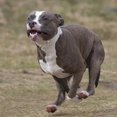 Amerikansk staffordshire terrier Dollar