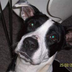 Blanding af racer Donna