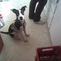 Blanding af racer Donna