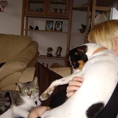 Dansk svensk gaardhund Vaks