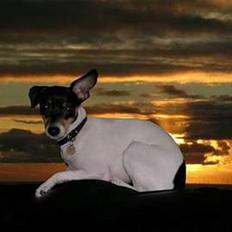 Dansk svensk gaardhund Olga ( Død 08/08-08 )